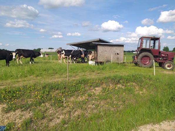 Litauen4-Bild 16 Kühe werden auf dem Feld gemolken