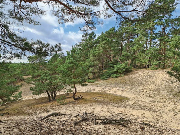 Radtour-(06) Wanderdüne Stixe Radtour-(06) Wanderdüne Stixe