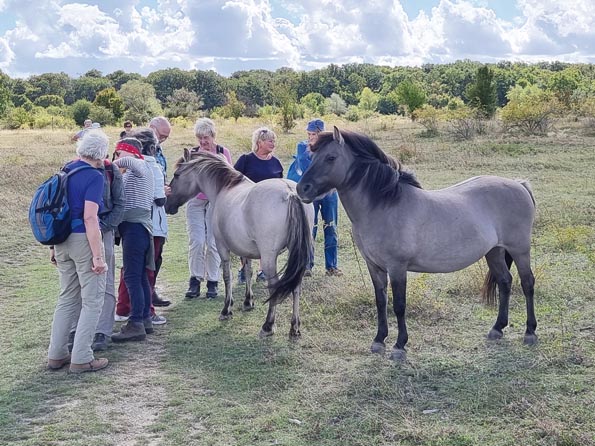 Naumburg-20250912_120016-Koniks