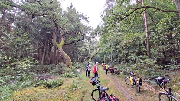 Radtour-(15) Stieleichen