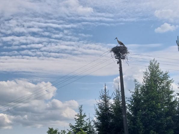 Litauen4-Bild 12 Auf jedem Strommast ein Storch